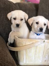 Check spelling or type a new query. Labrador Retriever Puppies For Sale Phoenix Az 350800