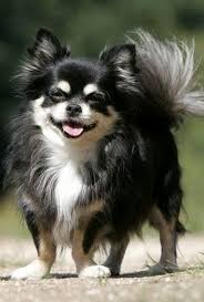 Long Hair Chihuahua This Looks Like Asher Only He Was Mixed With Spaniel And Had Floppy Ears Miss You Both Chihuahua Puppies Chihuahua Chihuahua Dogs