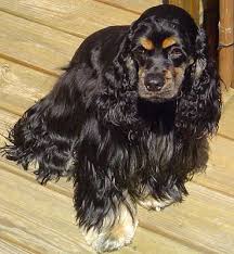 Black And Tan American Cocker Spaniel Black Tan Simply A Solid Black Cocker With Tan Points Cocker Spaniel Cocker Spaniel Puppies Black Cocker Spaniel
