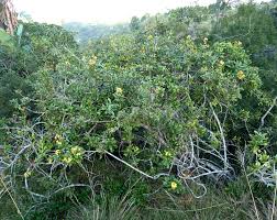 Image result for Acridocarpus chloropterus