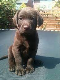 Free dog adoption in mumbai l navi mumbai l thane l 2020 september following are the dogs and puppy for adoption in. Labrador Retriever Puppies For Sale Navi Mumbai Mh 99854