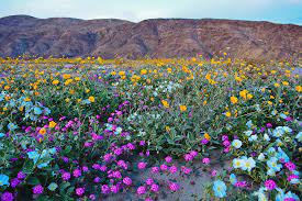 It is sometime between late february to early april. Anza Borrego Desert Super Bloom Photograph By Kyle Hanson