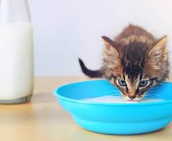Kita boleh saja mencoba untuk memberi kucing sedikit susu, lalu memastikan bahwa kucing tidak mengalami diare. Rekomendasi 8 Merk Susu Kucing Yang Bagus Murah Dan Sehat