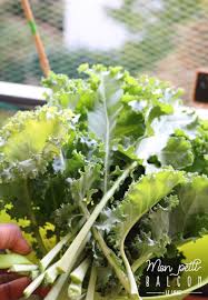 A Quelle Saison Cultiver Du Chou Kale En Pot Mon Petit Balcon Cultiver Potager Choux
