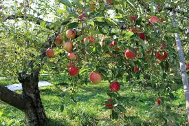 Making your own homemade spray for fruit trees is not difficult and does not require a lot of ingredients. Pure Neem Oil For Plants The Healthy Pesticide