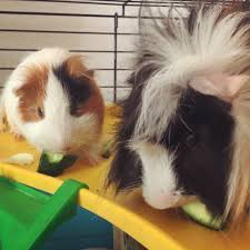 I Have To Leave My Pigs Alone For Some Weekends Any Advice Guineapigs