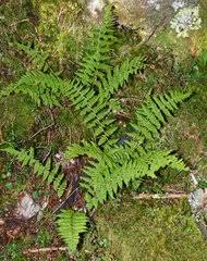 Image result for Dryopteris athamantica
