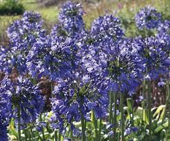 Agapanthus Ellamae Lambley Nursery Agapanthus Plants Sun Loving Plants