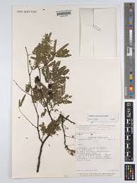 Image result for Libidibia coriaria