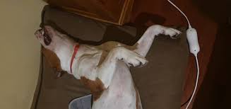 Teacup puppies for sale in miami fl, sarasota, tampa, fort myers, st petersburg, orlando florida. Florida Amstaff Home Facebook