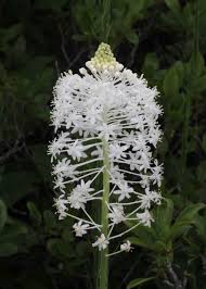 Image result for Xerophyta eylesii