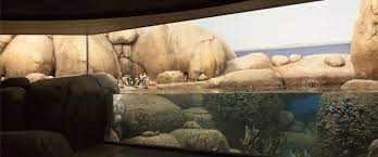 New Penguin Exhibit At The Minnesota Zoo