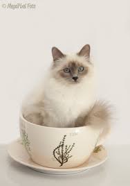 Pictures Of Birman Cat Breed Birman Cat Cat Breeds Birman Cat Breeds