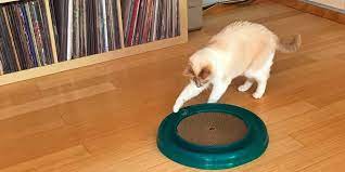 Why do cats need toys? Best Interactive Cat Toys In 2021