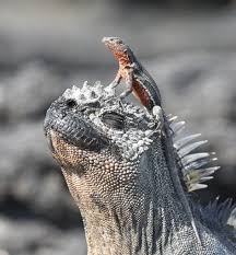 Amazing And Unusual Animals Of The Galapagos Islands Galapagos Islands Animals Galapagos Islands Galapagos