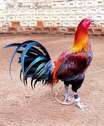 Semoga anda terhibur dengan video ini. 26 Ide Ayam Peruvian Ayam Binatang Buas Binatang