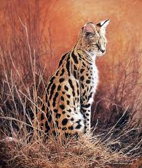 User has 32 videos posted, 50.4k followers and 434.9k @johanandhiscats. Johan Hoekstra Wildlife Art Collection Wildlife Art African Wildlife Big Cats Art