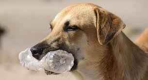 And is it dangerous if a cat chews on or eats plastic? My Dog Ate Plastic What To Do And What Happens Next