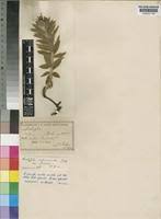 Image result for Acalypha caperonioides