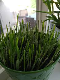 Cat grass is not a type of plant per se, but a couple of wild or cultivated grass species that are known to be favorite feline snacks. Growing Cat Grass I Love The Faux Dew Look The Day After I Water It Gardening