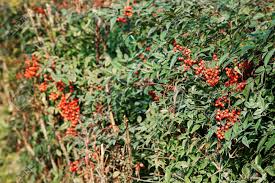 Peagreen aurora, co (zone 4b) aug 20, 2011 i found this plant about a month ago in my backyard, and have since had an incredibly difficult time in identifying it. Red Berries Growing On Green Bush With Selective Focus Stock Photo Picture And Royalty Free Image Image 34465262