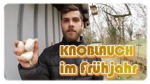 Knoblauch anpflanzen alles zum knoblauch anbau. Knoblauch Anbauen Im Fruhjahr Knoblauch Anbau 1 Youtube