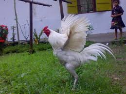 Persaudaraan Setia Hati Terate Pusat Madiun Cah Mbalelo 1922 Ayam Jago Untuk Pengesahan Yang Bagus