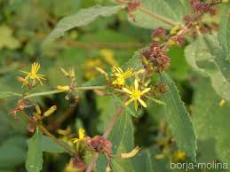 Image result for Triumfetta trifida