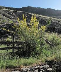 Broom Wild Flower Finder