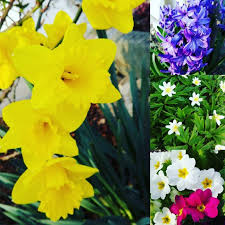 Einen Schonen Sonntag Euch Allen Mit Einem Kleinen Blumengruss Aus Meinem Garten Ich Liebe Den Fruhling Ohne Fruhjahrsputz In 2020 Instagram Plants