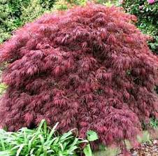 Grown for their beautiful foliage and the shade they provide, maple trees (acer spp.) this is japanese maple acer red wine which has been suffering from some sort of disease this year, i have came across this. Acer Palmatum Crimson Princess Japanese Maples Palmatum Acer Palmatum Japanese Maple Tree Japanese Maple