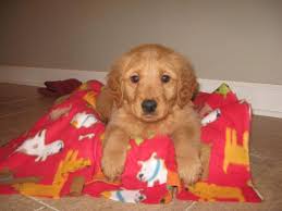 What's the price of golden chow puppies? Golden Retrievers Puppies Pets And Animals Forsale Iowa