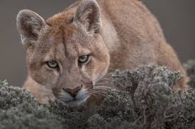 Monitoring Pumas in Patagonia National Park - Fundación Rewilding Chile