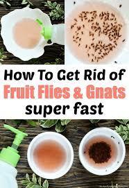 Hot To Get Rid Of Fruit Flies And Gnats Fast In 2020 Fruit Fly Trap Fruit Flies Diy Fruit Fly Trap