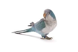 Quakerparrot Monk Parakeet Parrot Pet Parakeet