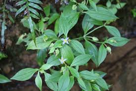 Image result for Exacum zombense