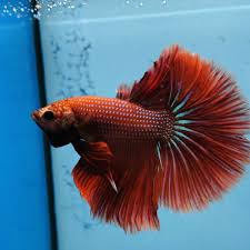 Betta Fish Uk Betta Fish Ideas Bettafish Fishbetta Fancy Betta Splendens Hm Wysiwyg Tropical Live Fish Siamese 094 Betta Fish Betta Live Fish