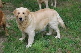 Visit us now to find the right golden retriever for you. Puppies For Sale Virginia