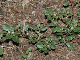 Image result for Trianthema mozambiquense