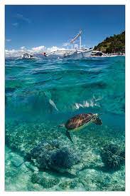 Philippines Seaturtle Philippines Travel Salt Water Fishing Places To Go
