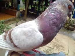 Check spelling or type a new query. Ciri Ciri Burung Merpati Balap Yang Siap Untuk Di Jodohkan Dilihat Dari Segi Bekurannya Youtube