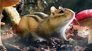 Bbc One Hidden Kingdoms Eastern Chipmunk