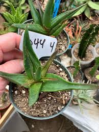 Image result for Aloe wollastonii