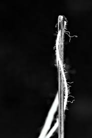 Abstract Black And White Macro Photography Art42 Beautiful Pictures Macro Photography Macro Photography Tips Life Photography