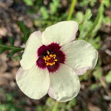 Image result for Hibiscus tridactylites