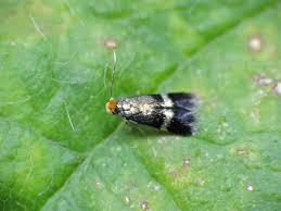 Image result for Stigmella freyella