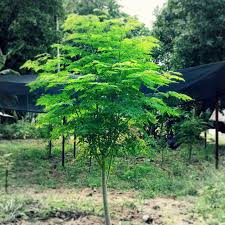 Image result for Moringaceae
