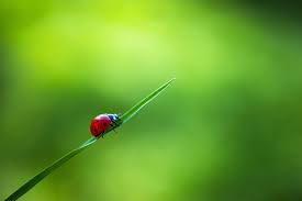 The best form of pest control is to use nature's own checks and balances to keep pest numbers down. Organic Pesticides Making Use Of Nature