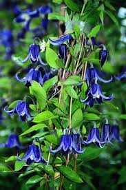 Image result for Clematis