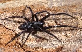 Black House Spider The Australian Museum